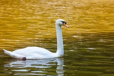 《巴士模拟器21》正式发售 Steam国区售价195元